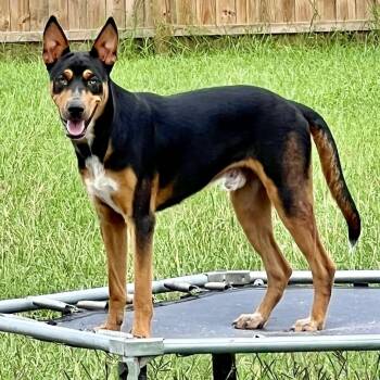 Rescue Doberman Pinscher Dogs for Adoption in Longview, Texas - Willie | PetCurious