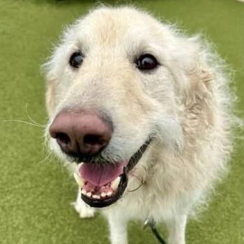 Kermit -  Mixed Breed Dog for Adoption in Olathe, Kansas - Kermit | PetCurious