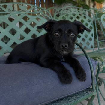 Skipper -  Miniature Schnauzer and Terrier Dog for Adoption in Lathrop, California - Skipper | PetCurious