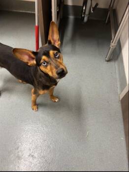 SANDERS -  Labrador Retriever Dog for Adoption in Baytown, Texas - SANDERS | PetCurious