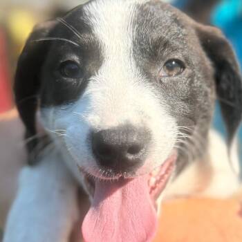Mixed Breed Dogs Available for Adoption in Quincy, Florida - KADE | PetCurious