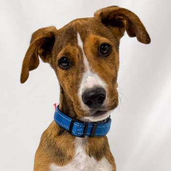 967 (2026) Duke -  Shepherd and Pit Bull Terrier Dog for Adoption in Parker, Colorado - 967 (2026) Duke | PetCurious