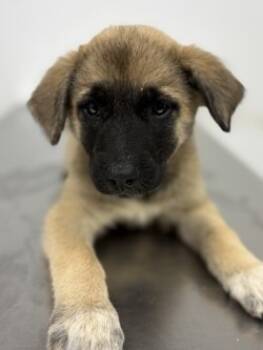 Rescue Belgian Shepherd Malinois and Mixed Breed Dogs for Adoption in Lockhart, Texas - Gianna | PetCurious