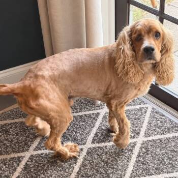 Chance -  Cocker Spaniel Dog for Adoption in Tampa, Florida - Chance | PetCurious
