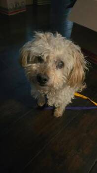 Poodle Dogs Available for Adoption in Newport, Kentucky - Turkey | PetCurious