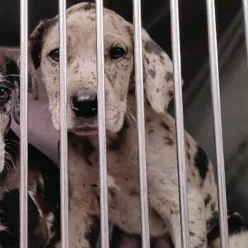 Great Dane Dogs Available for Adoption - Nami | PetCurious