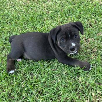 Oso - Chino Hills Location *Available 9/26* -  English Bulldog and Husky Dog for Adoption in Chino Hills, California - Oso - Chino Hills Location *Available 9/26* | PetCurious