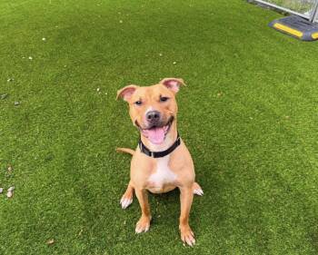 Gizmo -  Pit Bull Terrier Dog for Adoption in Kutztown, Pennsylvania - Gizmo | PetCurious