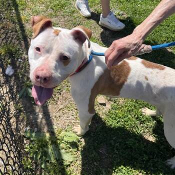 Pit Bull Terrier Dogs Available for Adoption in Philadelphia, Pennsylvania - Pitty | PetCurious