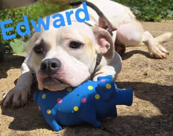 Edward -  American Staffordshire Terrier Dog for Adoption in Jackson, Mississippi - Edward | PetCurious