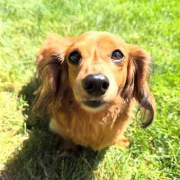 Rigsby (COMING SOON) -  Dachshund Dog for Adoption in Portland, Oregon - Rigsby (COMING SOON) | PetCurious