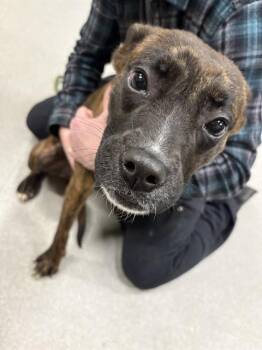 Pit Bull Terrier and Mixed Breed Dogs Available for Adoption - SHELLY | PetCurious