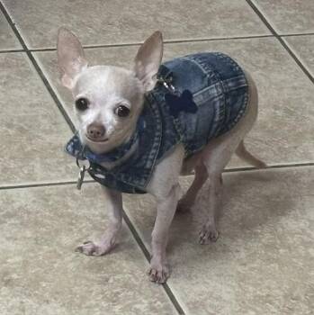Hunter -  Chihuahua Dog for Adoption in Alafaya, Florida - Hunter | PetCurious