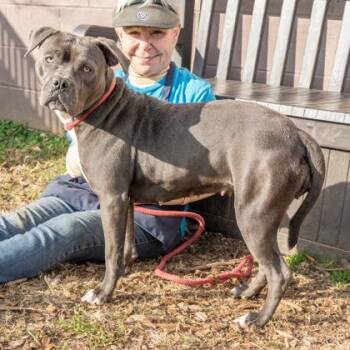 Mixed Breed Dogs Available for Adoption in Chamblee, Georgia - Shocka | PetCurious