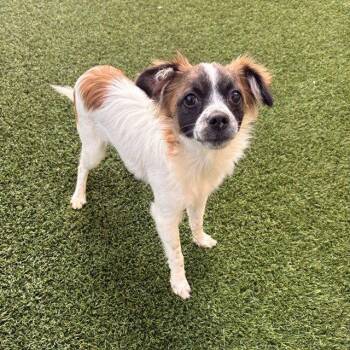 Frank -  Terrier Dog for Adoption in Burlingame, California - Frank | PetCurious
