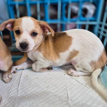 Gravy -  Jack Russell Terrier Dog for Adoption in Wahiawa, Hawaii - Gravy | PetCurious