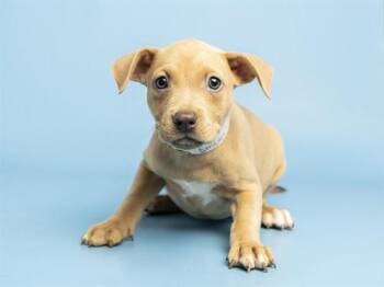 EMBER -  Pit Bull Terrier Dog for Adoption in Phoenix, Arizona - EMBER | PetCurious