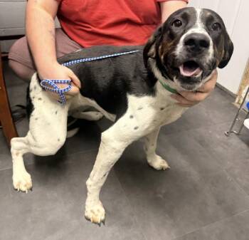 Daisy -  Coonhound Dog for Adoption in Campbellsville, Kentucky - Daisy | PetCurious