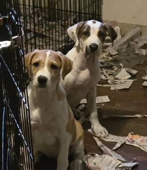 Rescue German Shorthaired Pointer and Yellow Labrador Retriever Dogs for Adoption in Suffolk, Virginia - Ginger, Orbit, Cream | PetCurious
