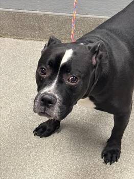 Rescue Pit Bull Terrier Dogs for Adoption in Las Vegas, Nevada - CHIEF | PetCurious