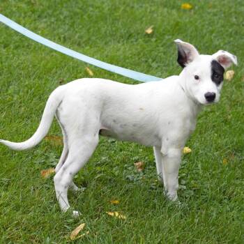 Yeti -  Pit Bull Terrier and Labrador Retriever Dog for Adoption in South Elgin, Illinois - Yeti | PetCurious