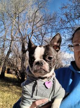 Rescue Boston Terrier Dogs for Adoption - Stella In CO | PetCurious