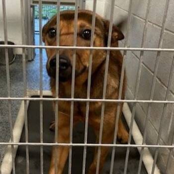 Rescue Mixed Breed Dogs for Adoption in Jeffersonville, Indiana - Sage | PetCurious