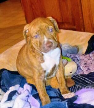 American Bulldog Dogs Available for Adoption - Romeo | PetCurious