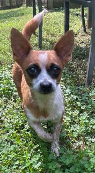 Panda -  Chihuahua and Mixed Breed Dog for Adoption in Blountville, Tennessee - Panda | PetCurious