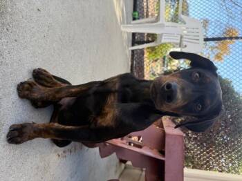 Rescue Doberman Pinscher and Mixed Breed Dogs for Adoption in Santa Cruz, California - SPENCER* | PetCurious