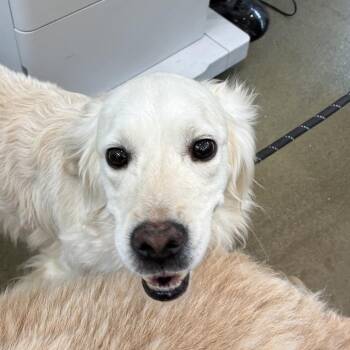 Doug -  Golden Retriever Dog for Adoption in Harrisonburg, Virginia - Doug | PetCurious