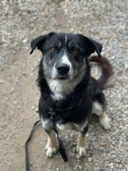 Rescue German Shepherd Dog and Husky Dogs for Adoption in Driggs, Idaho - Bernie | PetCurious