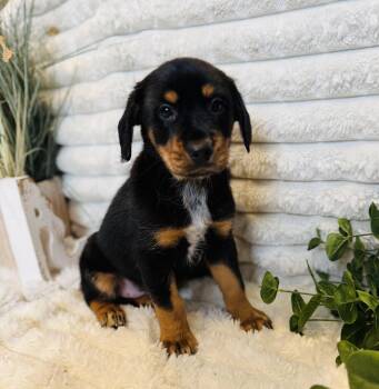 Black And Tan Coonhound Dogs Available for Adoption - Fitzie  | PetCurious