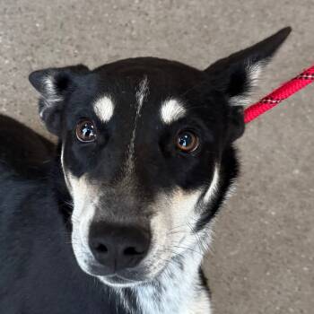 Rescue Mixed Breed Dogs for Adoption in Las Cruces, New Mexico - Ella | PetCurious