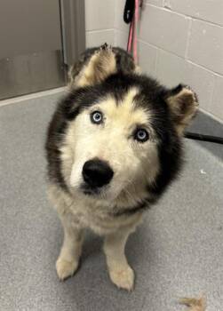 BLAZE -  Siberian Husky Dog for Adoption in Indianapolis, Indiana - BLAZE | PetCurious