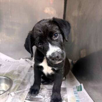 Bubba -  Black Labrador Retriever and Cattle Dog Dog for Adoption in Birmingham, Alabama - Bubba | PetCurious