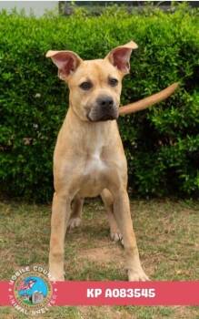 Kp -  American Bulldog Dog for Adoption in Mobile, Alabama - Kp | PetCurious