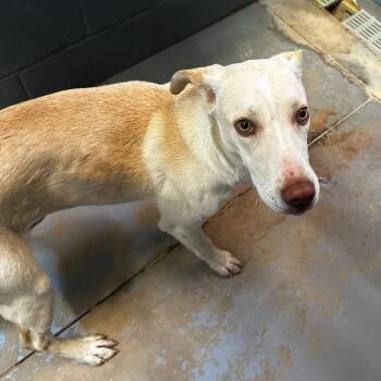 Mixed Breed Dogs Available for Adoption in Gadsden, Alabama - Gaia | PetCurious