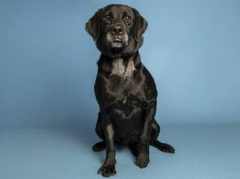 ODIE -  Labrador Retriever Dog for Adoption in Phoenix, Arizona - ODIE | PetCurious