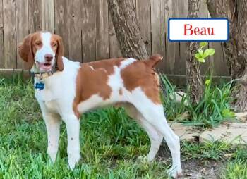 Beau -  Brittany Spaniel Dog for Adoption in Fort Worth, Texas - Beau | PetCurious