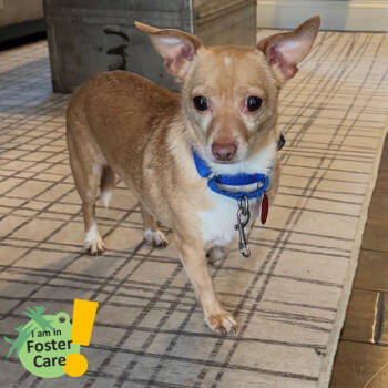 Rescue Mixed Breed Dogs for Adoption in Pittsburgh, Pennsylvania - Arrow | PetCurious