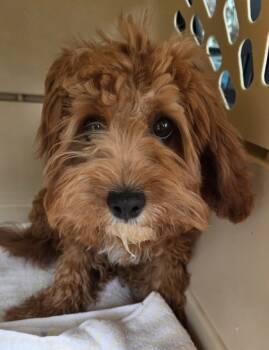 Rescue Cavalier King Charles Spaniel and Poodle Dogs for Adoption in Malvern, Pennsylvania - Oliver | PetCurious