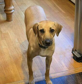 Petra -  Yellow Labrador Retriever and Black Mouth Cur Dog for Adoption in Columbia, Maryland - Petra | PetCurious