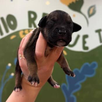 Marilyn Male 1 -  Beagle Dog for Adoption in Springboro, Ohio - Marilyn Male 1 | PetCurious