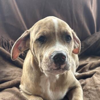 Sonny - will be at Always Adopt Nov. 7 -  Catahoula Leopard Dog and Terrier Dog for Adoption in Alexandria, Louisiana - Sonny - Will Be At Always Adopt Nov. 7 | PetCurious
