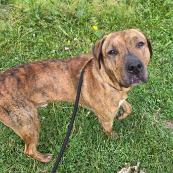 Trojan -  Mastiff and Mixed Breed Dog for Adoption in Binghamton, New York - Trojan | PetCurious