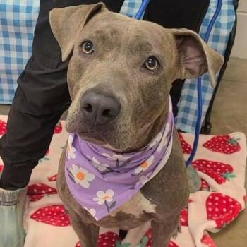 Kali -  Pit Bull Terrier Dog for Adoption in Enterprise, Alabama - Kali | PetCurious