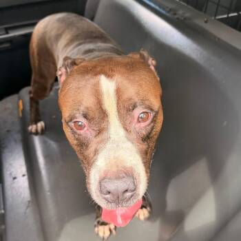 Grizzly -  Mixed Breed Dog for Adoption in Philadelphia, Pennsylvania - Grizzly | PetCurious