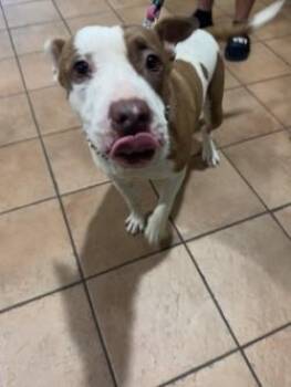 Queenie -  Mixed Breed Dog for Adoption in Longmont, Colorado - Queenie | PetCurious