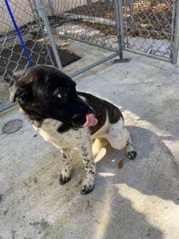 German Shepherd Dog and Mixed Breed Dogs Available for Adoption - ELLA | PetCurious